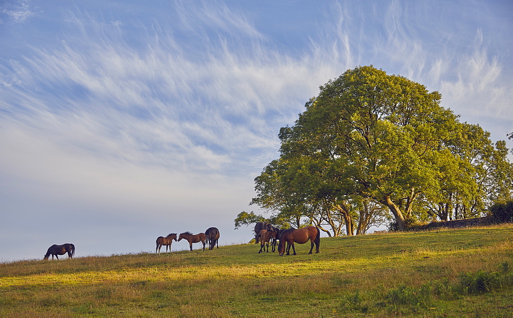 Ponies on farmland with an ash tree in the background, on the edge of the East Okement valley, Dartmoor National Park, Devon, England, United Kingdom, Europe