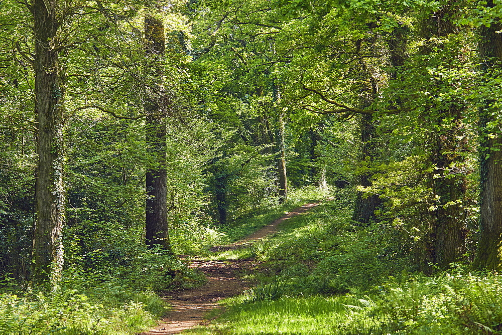 A bridleway cuts through ancient oak woodland in mid-summer, in Ashclyst Forest, near Exeter, Devon, England, United Kingdom, Europe