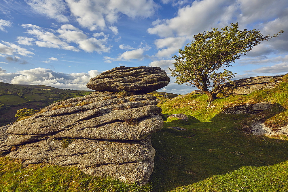 A classic Dartmoor scene, a granite boulder and wind-gnarled hawthorn tree, on Bench Tor, Dartmoor National Park, in Devon, England, United Kingdom, Europe