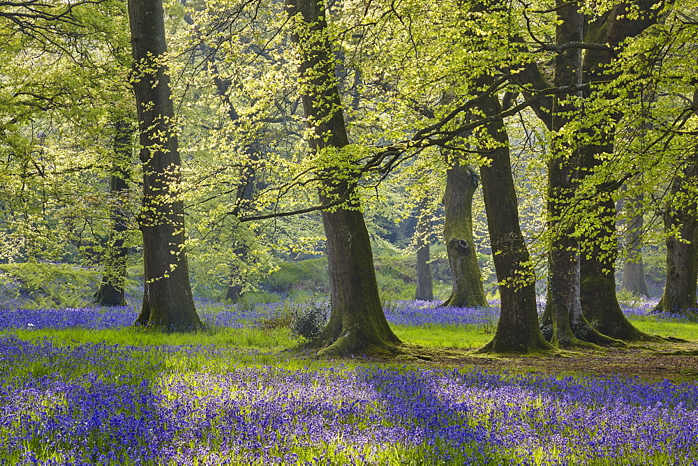 Bluebells in flower beneath a canopy of beech trees in new leaf, in early morning sun, Blackbury Camp, near Beer, east Devon, England, United Kingdom, Europe