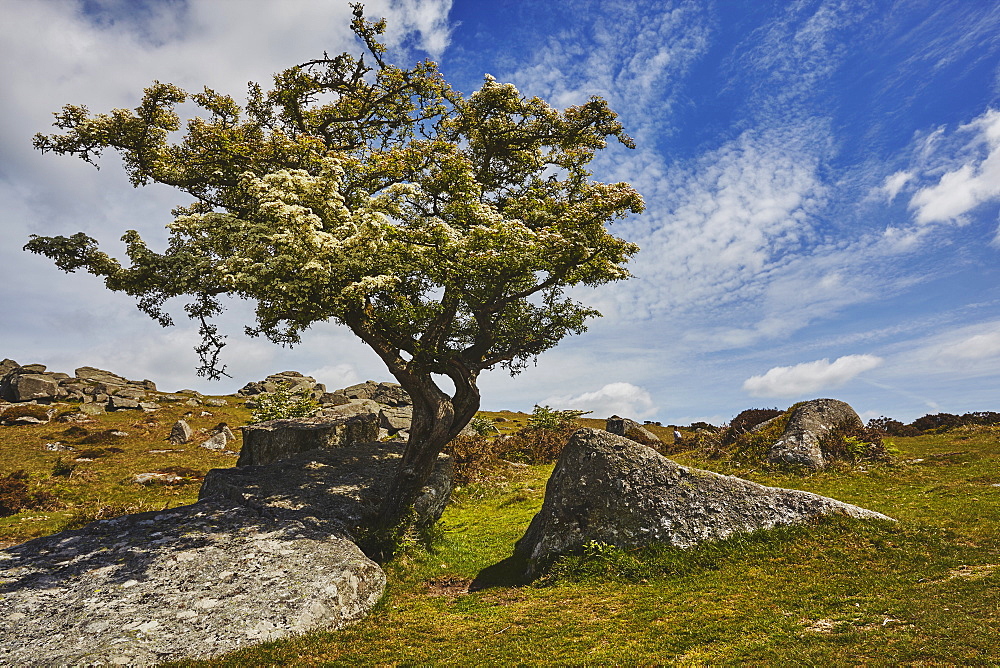 A classic Dartmoor scene, a hawthorn tree in flower in early summer on Bonehill Rocks, Dartmoor National Park, Devon, England, United Kingdom, Europe