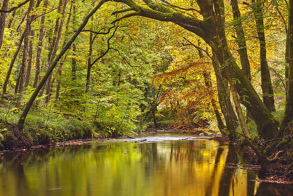 An autumn scene in ancient beech and oak woodland along the banks of the River Teign, in Dartmoor National Park, Devon, England, United Kingdom, Europe