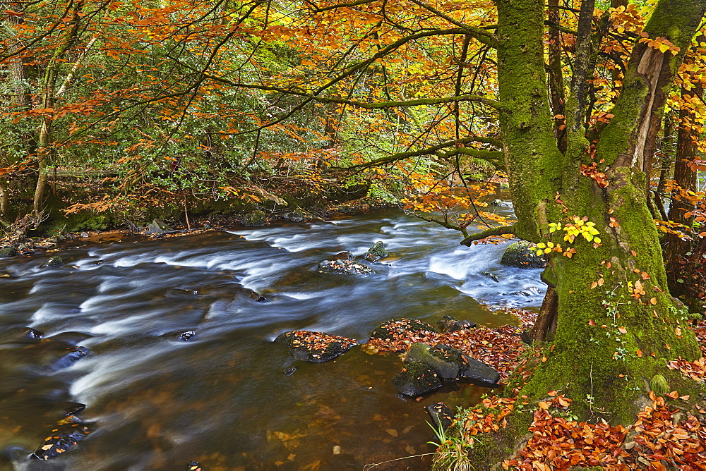 An autumn scene in ancient beech and oak woodland along the banks of the River Teign, in Dartmoor National Park, Devon, England, United Kingdom, Europe