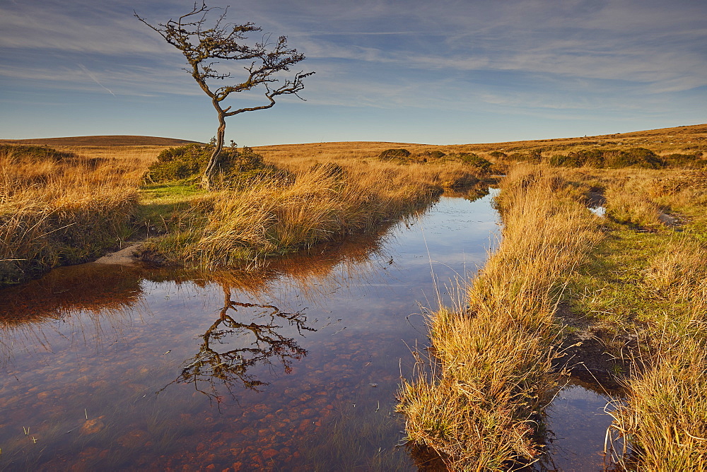 Marshland on the high rugged moors of Dartmoor National Park in evening sunlight, Gidleigh Common, near Chagford, Devon, England, United Kingdom, Europe