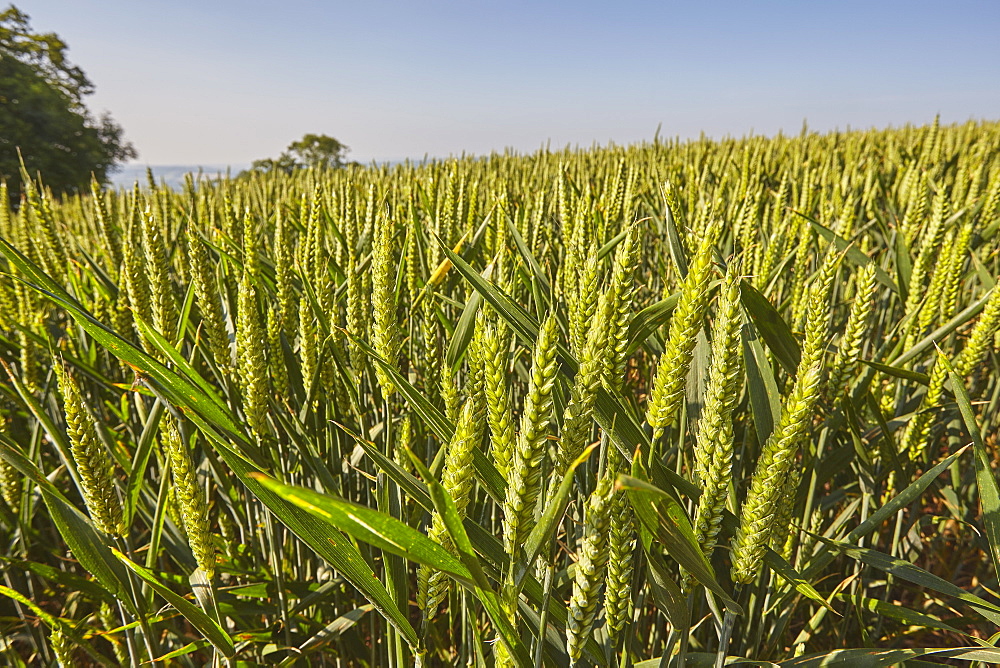 English farmland in summer, a field of growing wheat, near Crediton, in Devon, England, United Kingdom, Europe