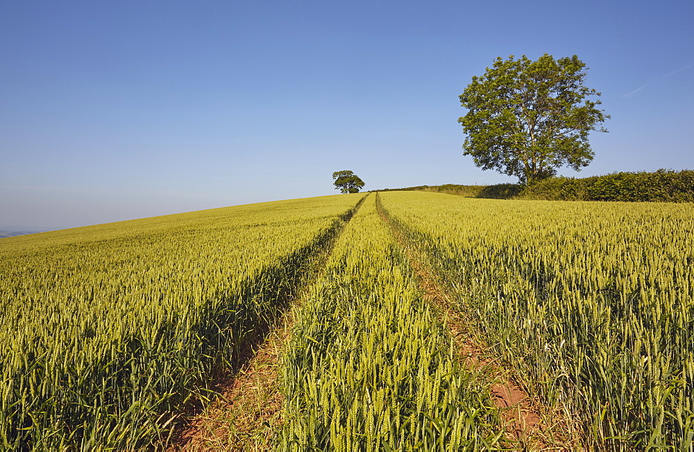 English farmland, a field of growing wheat with an old oak tree standing close by, near Crediton, in Devon, England, United Kingdom, Europe