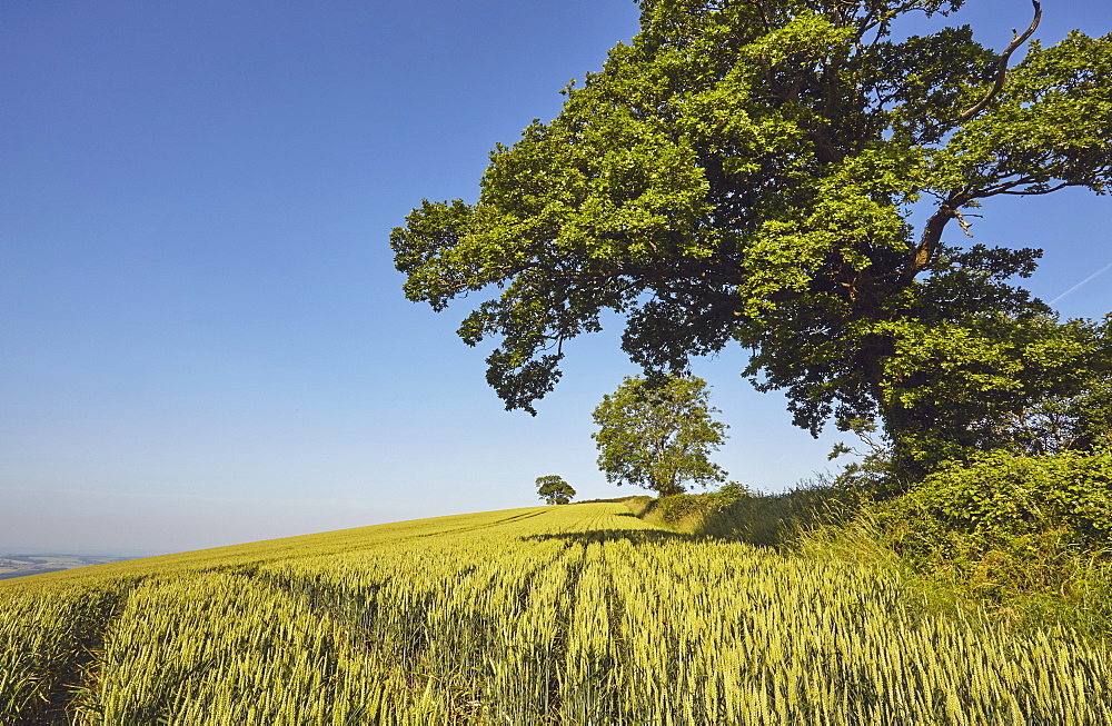 English farmland, a field of growing wheat with an old oak tree standing close by, near Crediton, in Devon, England, United Kingdom, Europe