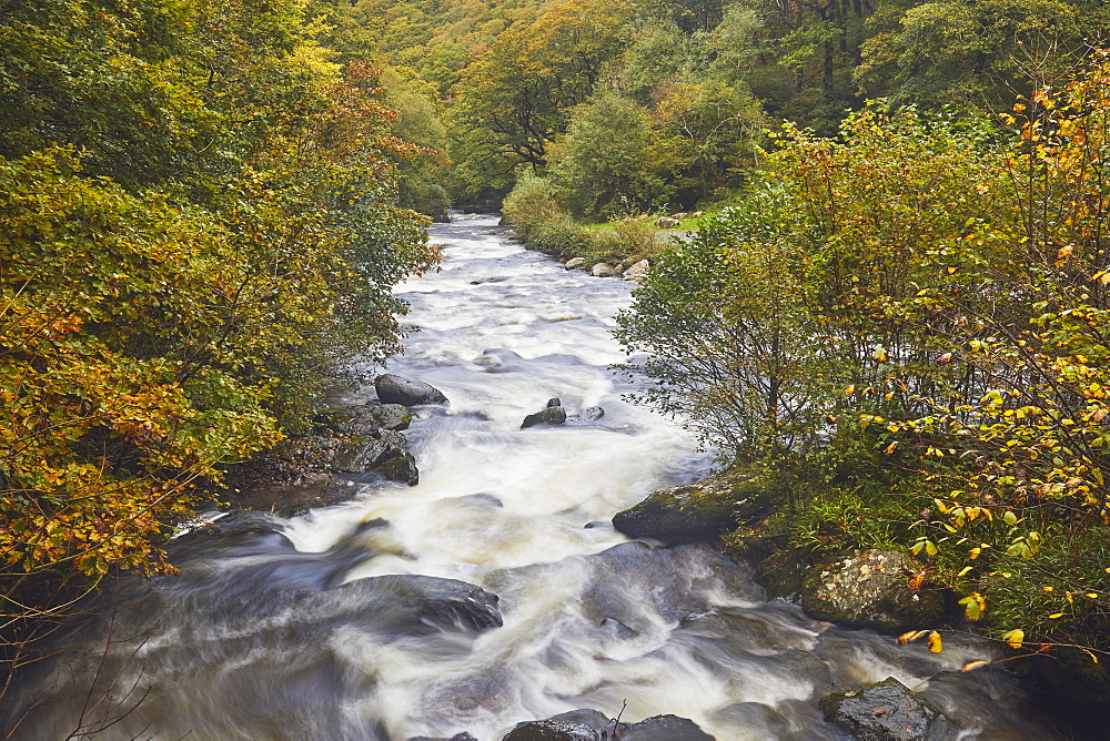 A view of a moorland river surrounded by autumnal ancient forest, the East Lyn River, at Watersmeet, Exmoor National Park, Devon, England, United Kingdom, Europe