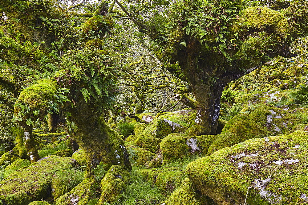 Ancient gnarled and stunted oak trees growing among moss-covered boulders in Wistman's Wood, Dartmoor National Park, Devon, England, United Kingdom, Europe