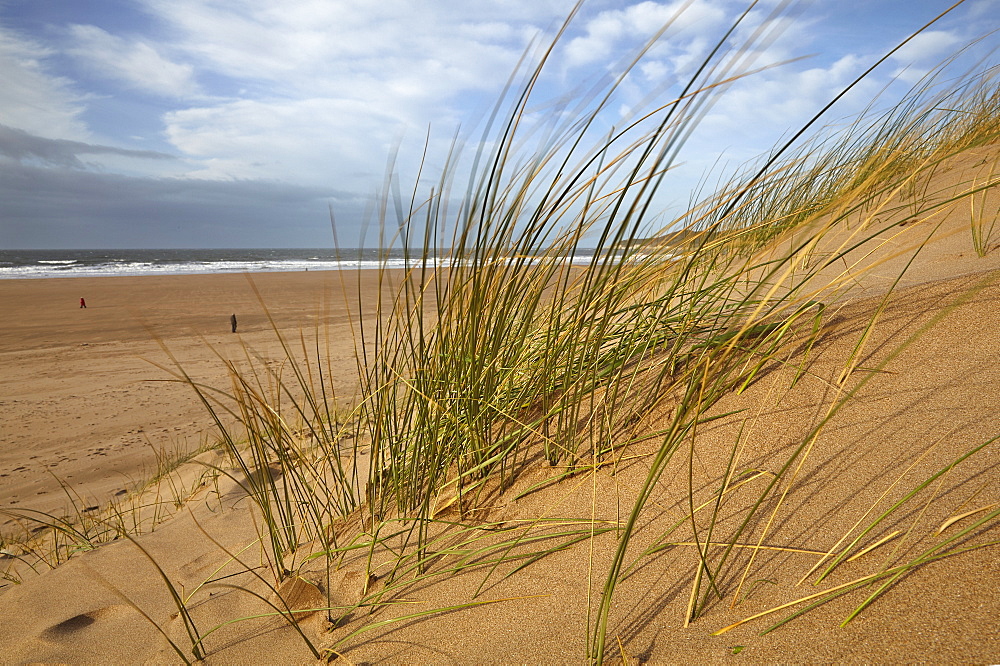 Marram grass stabilising sand dunes along the edge of a magnificent beach, at Woolacombe, north Devon, England, United Kingdom, Europe