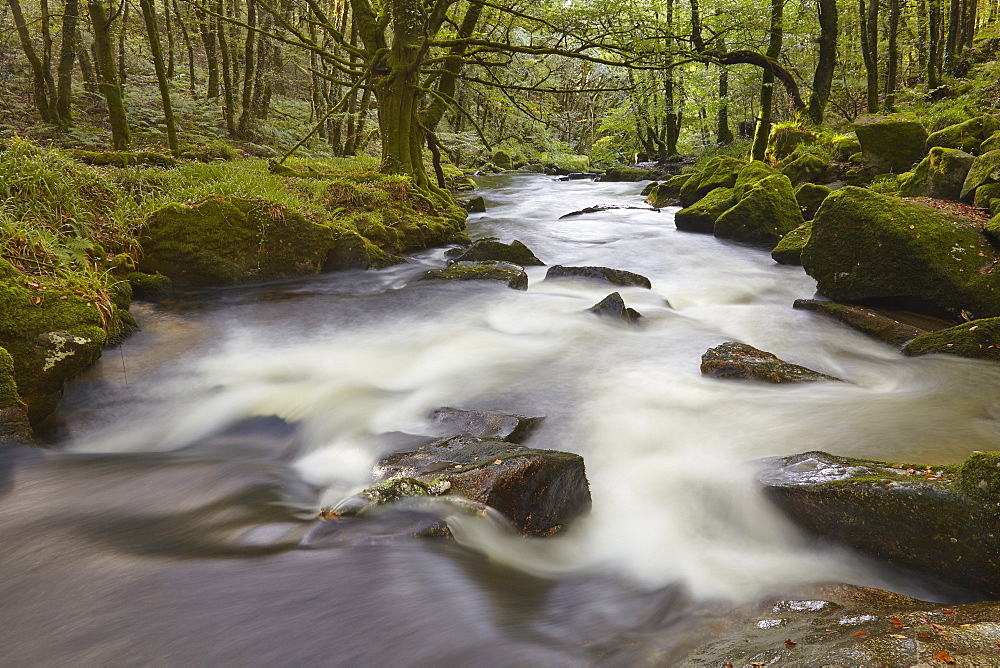 The River Fowey, flowing through woodland and over Golitha Falls, on the southern slopes of Bodmin Moor, near Liskeard, Cornwall, England, United Kingdom, Europe