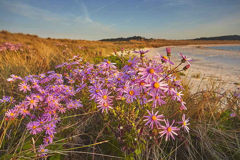 Sea Asters (Tripolium pannonicum) in flower in spring in dunes in Pentle Bay, on the island of Tresco, in the Isles of Scilly, England, United Kingdom, Europe