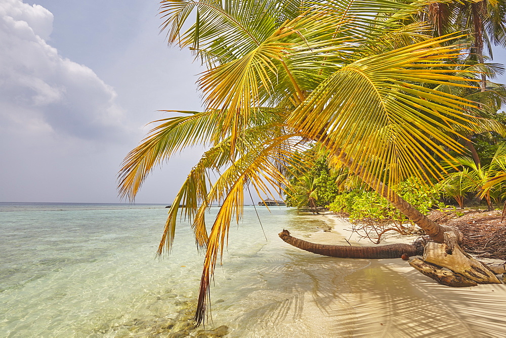 Coconut palm hanging over the beach, Kuramathi Island, Rasdhoo atoll, Ari atoll, Maldives, Indian Ocean, Asia