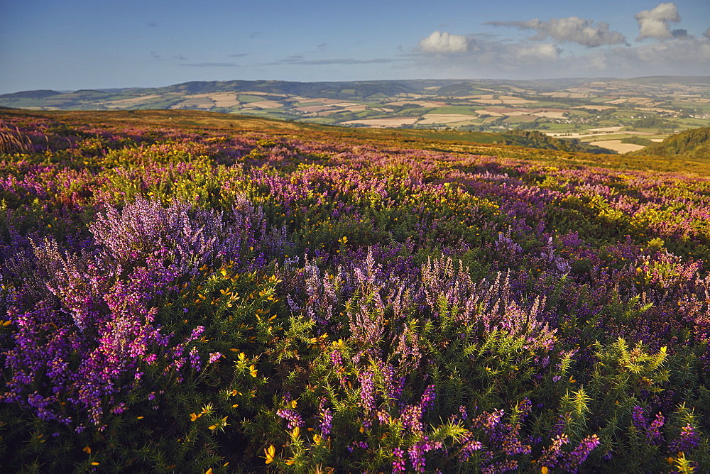 Heather in flower on moorland on Beacon Hill, in the Quantock Hills Area of Outstanding Natural Beauty, Somerset, England, United Kingdom, Europe