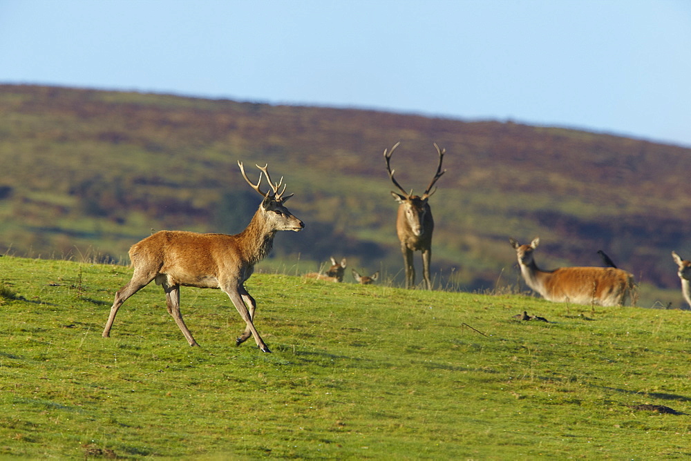 Red Deer stags on the north side of Dunkery Beacon, near Porlock, in Exmoor National Park, Somerset, England, United Kingdom, Europe