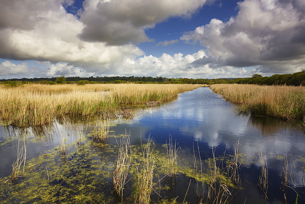 Marshes and reeds at Westhay Moor Nature Reserve, part of the Avalon Marshes, in the Somerset Levels, near Glastonbury, Somerset, England, United Kingdom, Europe