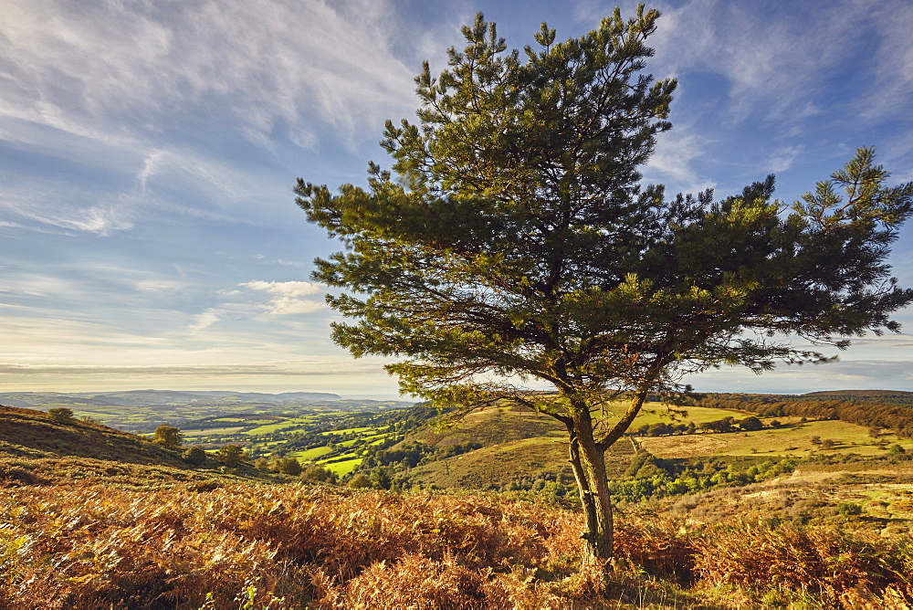 A lone pine tree on a hill called Wills Neck, 384m, highest point in the Quantock Hills, in Somerset, England, United Kingdom, Europe