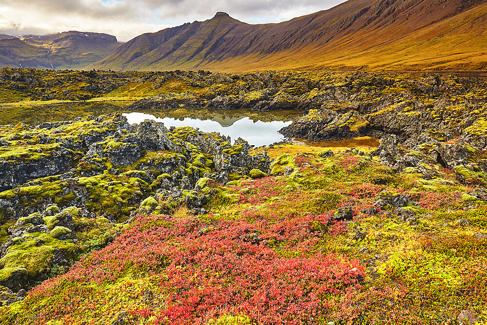 Bog Whortleberry in autumn red colonising the Berserkjahraun lava field, near Skykkisholmur, Snaefellsnes peninsula, Iceland, Polar Regions