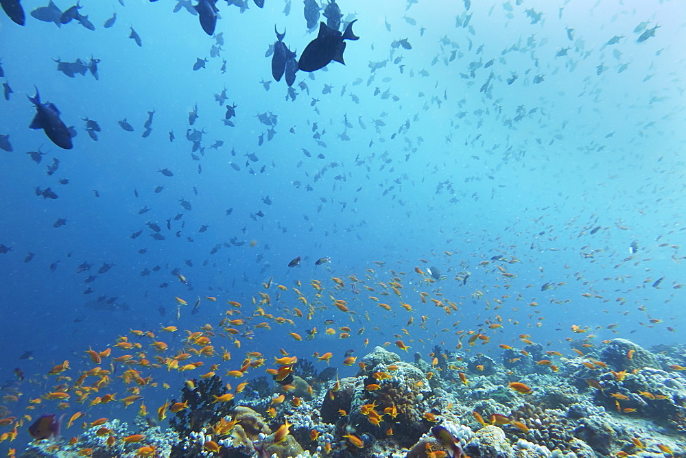 Madivaru reef, Rasdhoo atoll, Maldives, Indian Ocean, Asia