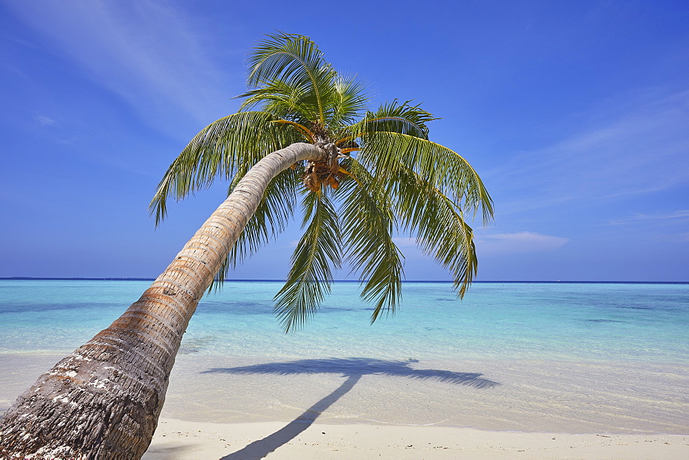 A tropical island beachside coconut palm, Gaafu Dhaalu atoll, in the far south of The Maldives, Indian Ocean, Asia