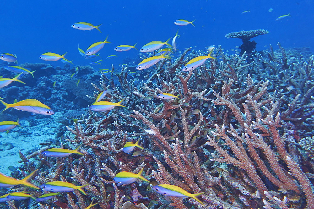 A shoal of Yellowback Fusiliers (Caesio teres) swim around Acropora species hard corals, Gaafu Dhaalu atoll, The Maldives, Indian Ocean, Asia