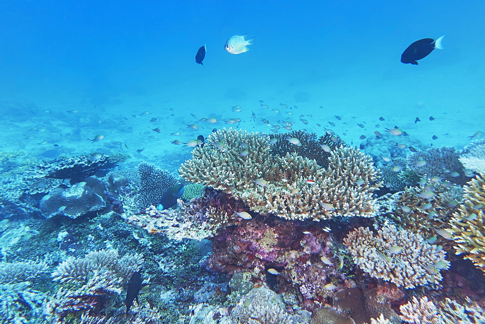 A mix of Acropora species hard corals, on a tropical coral reef, around Gaafu Dhaalu atoll, in the south of The Maldives, Indian Ocean, Asia