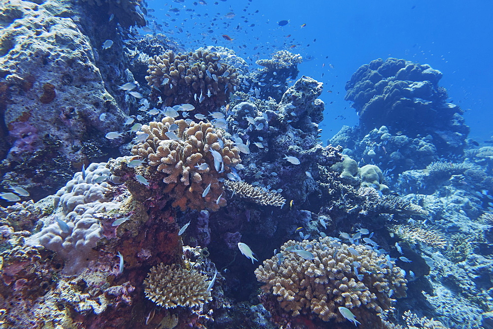 Small reef fish crowd around outcrops of Pocillopora species hard corals, a coral reef in Gaafu Dhaalu atoll, The Maldives, Indian Ocean, Asia