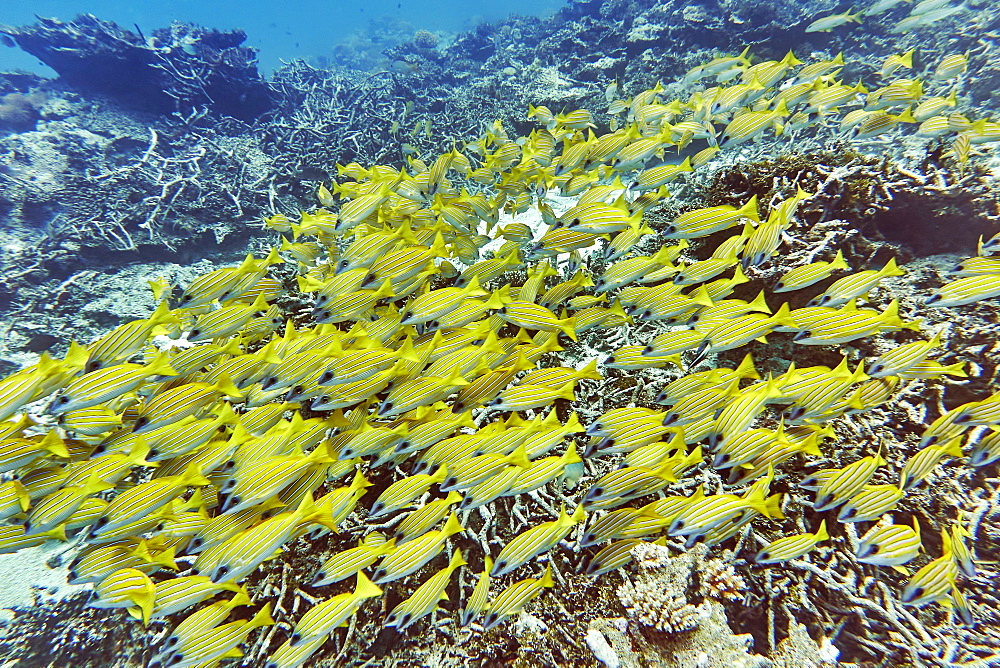 A shoal of Blue-striped Snappers (Lutjanus kasmira) swims across a tropical coral reef, in Gaafu Dhaalu atoll, The Maldives, Indian Ocean, Asia