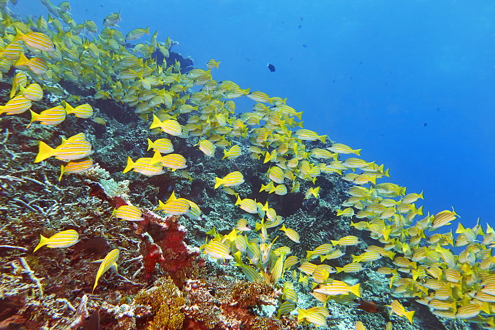 A shoal of Blue-striped Snappers (Lutjanus kasmira) swims across a tropical coral reef, in Gaafu Dhaalu atoll, The Maldives, Indian Ocean, Asia