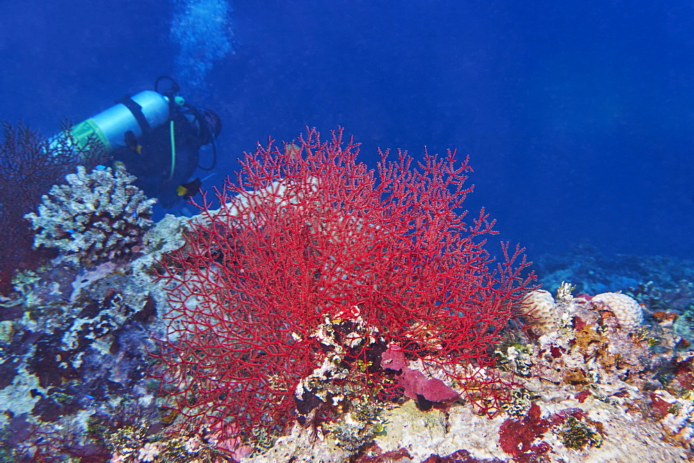 A gorgonian sea fan (possibly Echinogorgia species) octocoral on a tropical coral reef, in Gaafu Dhaalu atoll, The Maldives, Indian Ocean, Asia