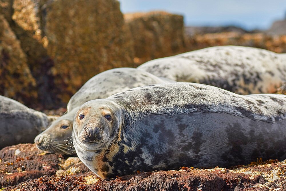 Basking Grey Seals (Halichoerus grypus), on Longstone Island, Farne Islands, Northumberland, northeast England, United Kingdom, Europe