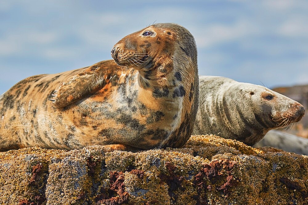 Basking Grey Seals (Halichoerus grypus), on Longstone Island, Farne Islands, Northumberland, northeast England, United Kingdom, Europe