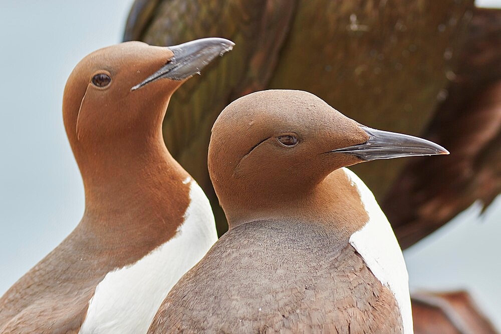 A Guillemot pair (Uria aalge), on Inner Farne, Farne Islands, Northumberland, England, United Kingdom, Europe