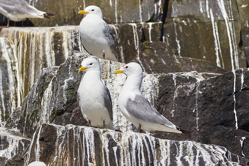 Kittiwakes (Rissa tridactyla), nesting on cliffs on Staple Island, Farne Islands, Northumberland, northeast England, United Kingdom, Europe