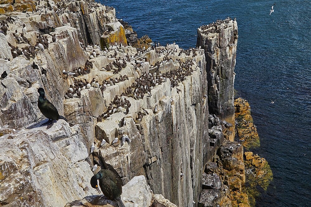 Guillemots (Uria aalge) and Razorbills (Alca torda), nesting on the cliffs of Inner Farne, Farne Islands, Northumberland, England, United Kingdom, Europe