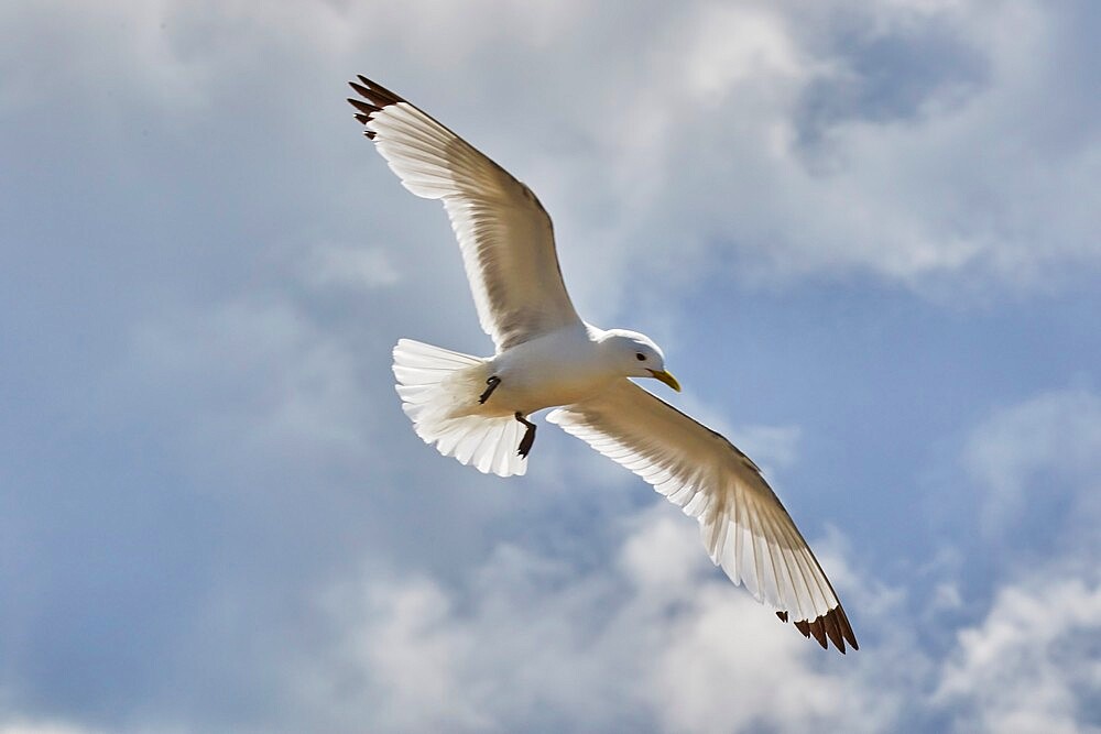 A Kittiwake (Rissa tridactyla), flying over Staple Island, Farne Islands, Northumberland, northeast England, United Kingdom, Europe