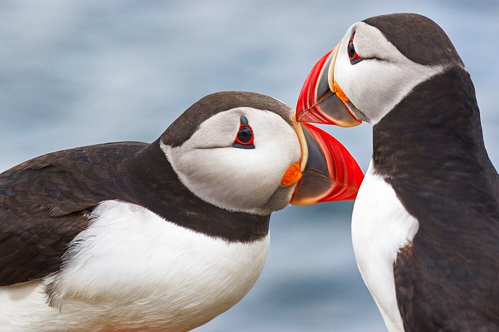 Two Atlantic Puffins (Fratercula arctica) greeting, on Staple Island, Farne Islands, Northumberland, northeast England, United Kingdom, Europe