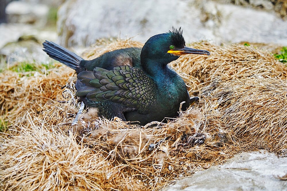 A Shag (Phalacrocorax aristotelis) with chicks, on Staple Island, in the Farne Islands, Northumberland, England, United Kingdom, Europe