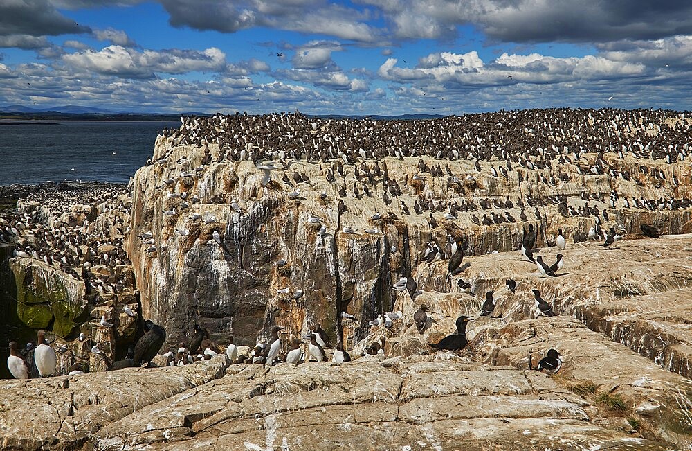 Crowds of Guillemots (Uria aalge), on Staple Island, in the Farne Islands, Northumberland, northeast England, United Kingdom, Europe