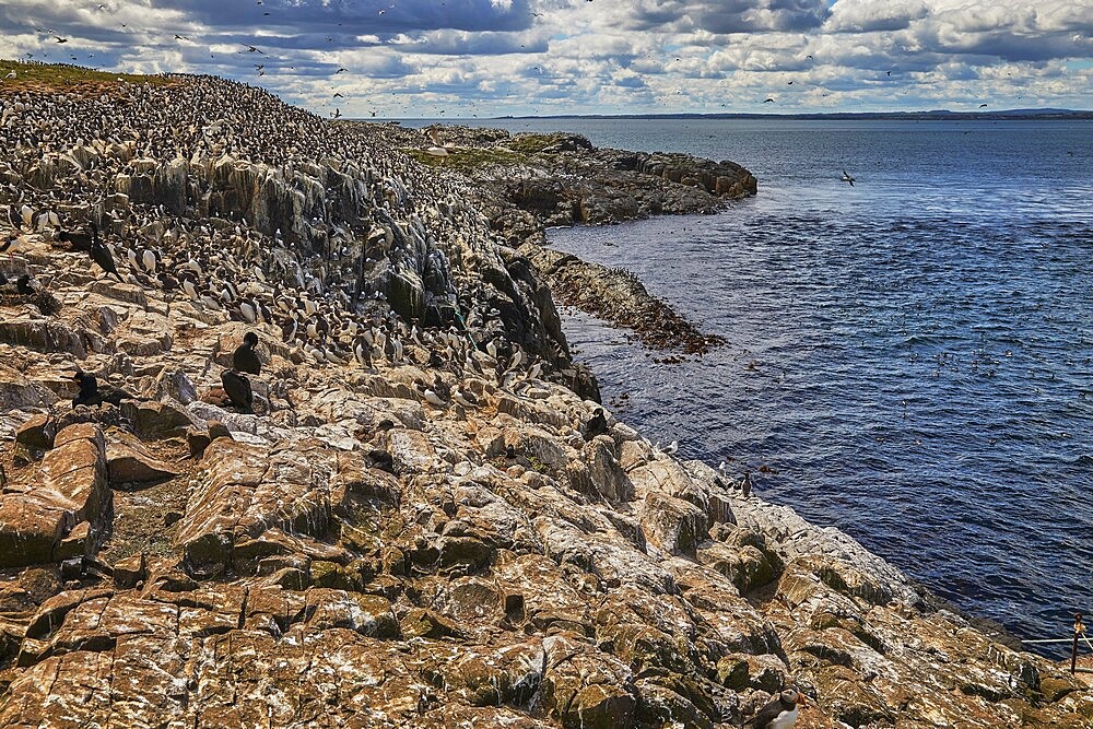 Crowds of Guillemots (Uria aalge), on Staple Island, in the Farne Islands, Northumberland, northeast England, United Kingdom, Europe