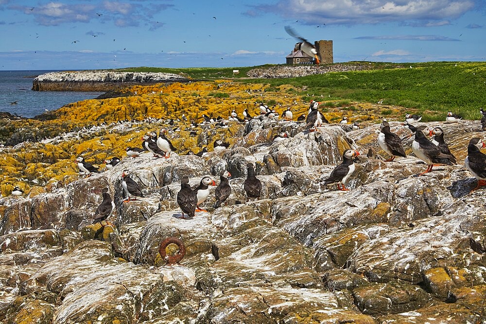 Nesting Puffins (Fratercula arctica) on Staple Island, in the Farne Islands, Northumberland, northeast England, United Kingdom, Europe