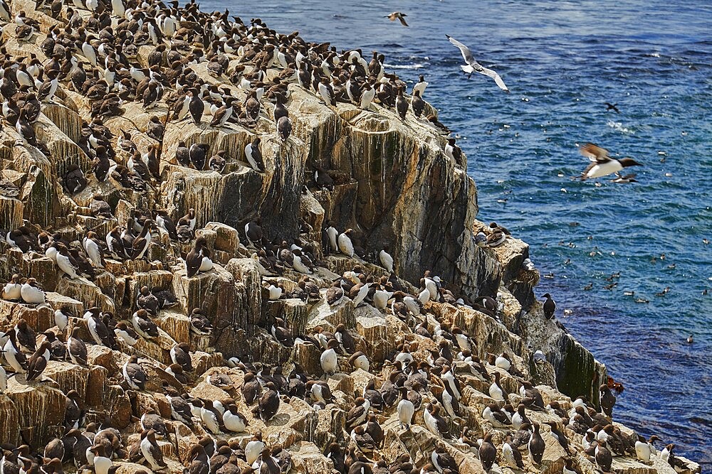 Crowds of Guillemots (Uria aalge), on Staple Island, in the Farne Islands, Northumberland, northeast England, United Kingdom, Europe