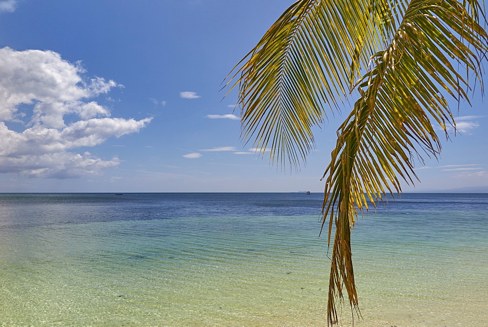 Coconut palm fronds hang down over the shore along the beach at San Juan, Siquijor, Philippines, Southeast Asia, Asia