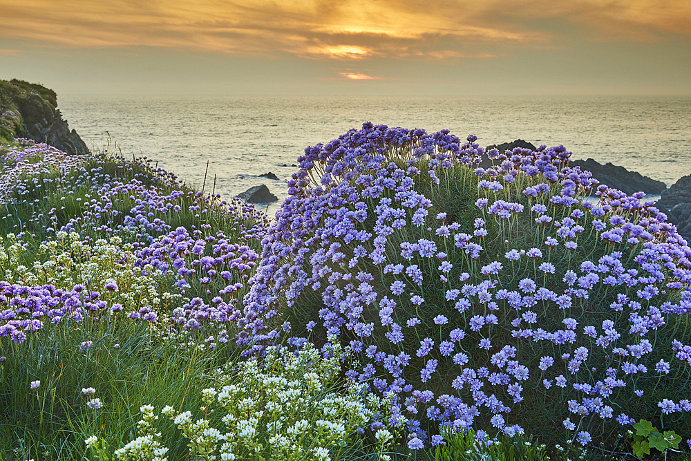 Sea Pink (Thrift) (Armeria maritima), in springtime flower at sunset, on cliffs at Hartland Quay, on the north coast of Devon, England, United Kingdom, Europe