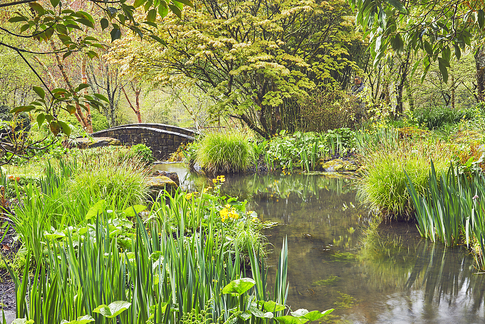 A shady plant-lined stream runs through the heart of the garden, RHS Rosemoor Garden, Great Torrington, Devon, England, United Kingdom, Europe