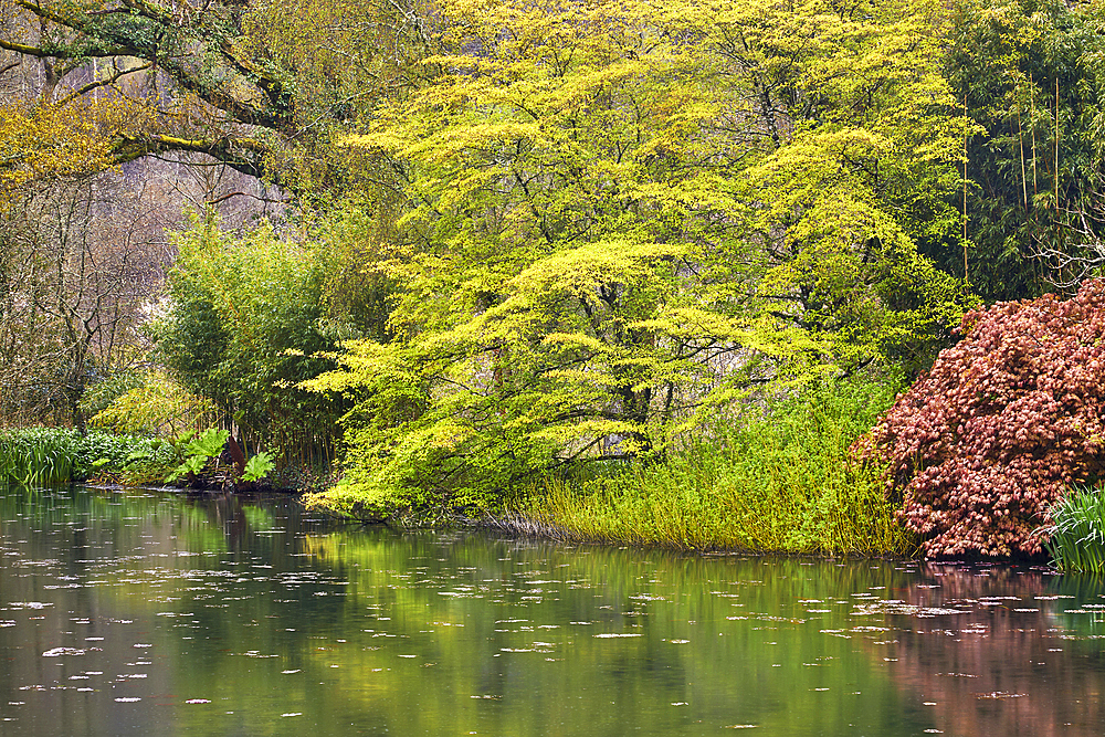 A springtime view of the lake at RHS Rosemoor Garden, near Great Torrington, Devon, England, United Kingdom, Europe