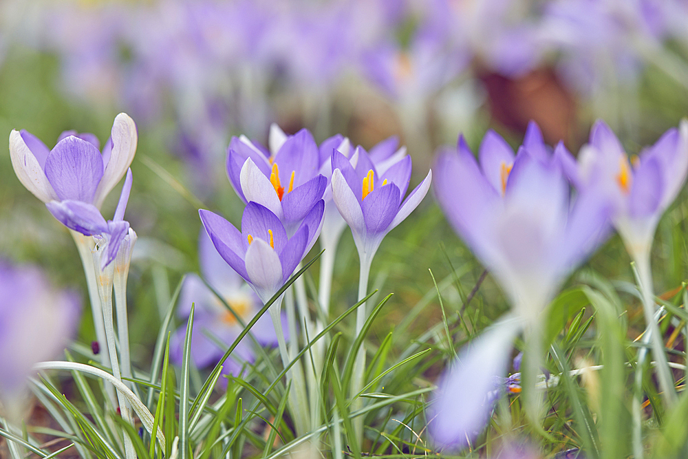 Purple crocuses in flower in early spring, one of the earliest flowers to announce the arrival of spring, Devon, England, United Kingdom, Europe