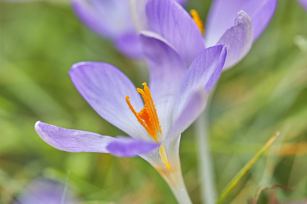 Purple crocuses in flower in early spring, one of the earliest flowers to announce the arrival of spring, in Devon, England, United Kingdom, Europe