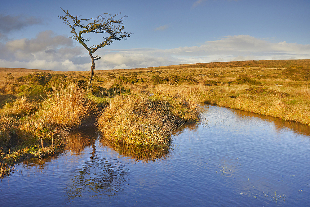 Autumn across the marshy open moors of Dartmoor, Gidleigh Common, near Chagford, Dartmoor National Park, Devon, England, United Kingdom, Europe