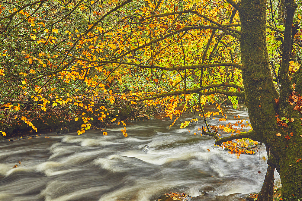 Autumn colours in ancient woodland along the banks of the River Teign, near Fingle Bridge, Dartmoor National Park, Devon, England, United Kingdom, Europe